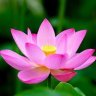 Le Lien Hanh